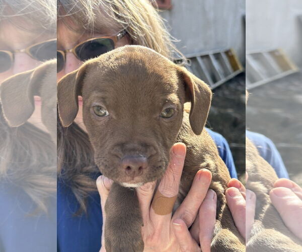 Medium Photo #2 American Pit Bull Terrier-Chihuahua Mix Puppy For Sale in Polson, MT, USA