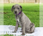 Small #3 Great Dane