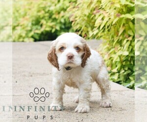 Cocker Spaniel Puppy for sale in NARVON, PA, USA