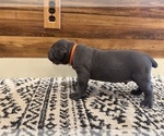 Small Photo #26 Cane Corso Puppy For Sale in BARBOURSVILLE, VA, USA