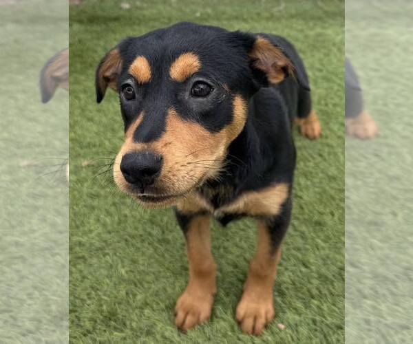 Medium Photo #9 Mutt Puppy For Sale in La Verne, CA, USA