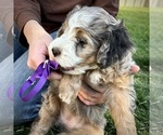 Small #6 Bernedoodle (Miniature)