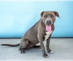 Small #1 American Pit Bull Terrier
