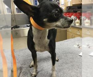 Chihuahua-Unknown Mix Dogs for adoption in Riverside, CA, USA