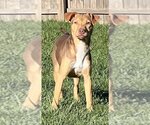 Small #1 American Pit Bull Terrier Mix