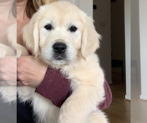 English Cream Golden Retriever Puppy for sale in CHARLOTTESVILLE, VA, USA