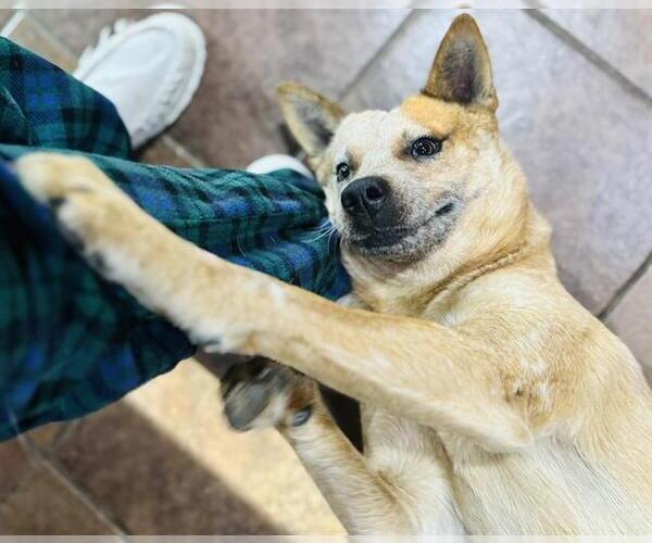 Medium Photo #2 Mutt Puppy For Sale in San Antonio, TX, USA