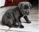Small Photo #8 Cane Corso Puppy For Sale in PALMDALE, CA, USA