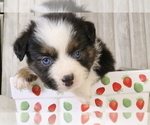 Small Photo #18 Miniature Australian Shepherd Puppy For Sale in STAFFORD, VA, USA