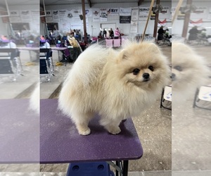 Father of the Pomeranian puppies born on 10/24/2025