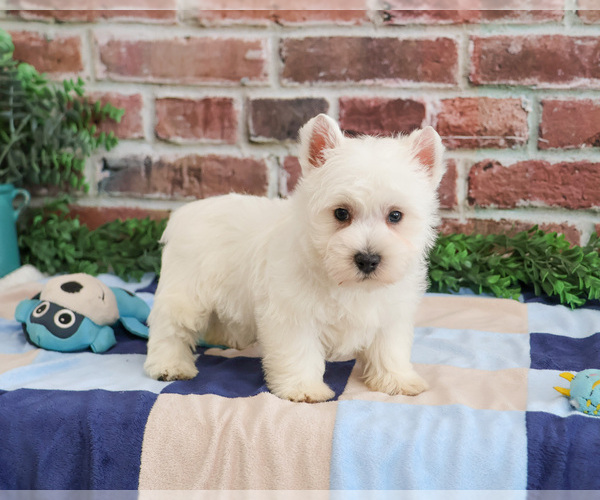 Medium Photo #6 West Highland White Terrier Puppy For Sale in SYRACUSE, IN, USA