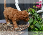 Small #1 Poodle (Toy)