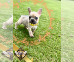 Image preview for Ad Listing. Nickname: Harley