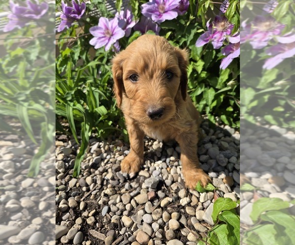 Medium Photo #1 Labradoodle Puppy For Sale in WILLIAMSTOWN, KY, USA