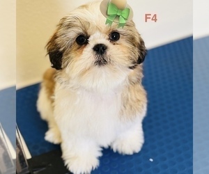 Medium Shih Tzu
