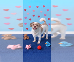 Small Photo #2 Shih Tzu Puppy For Sale in Weston, FL, USA