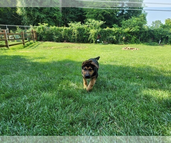Medium Photo #6 German Shepherd Dog Puppy For Sale in PICKERINGTON, OH, USA