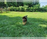 Small Photo #6 German Shepherd Dog Puppy For Sale in PICKERINGTON, OH, USA