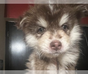 Pomsky Puppy for sale in MERIDEN, MN, USA