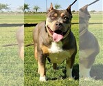 Small Photo #5 American Bully Puppy For Sale in PALMDALE, CA, USA