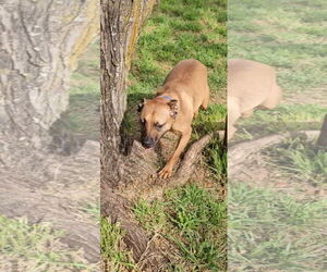 Brownie - Male Black Mouth Cur-Unknown Mix Dog for Adoption - Photo #4