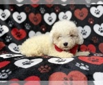 Hex - Male Bichpoo Puppy for Sale - Photo #5