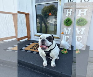 Chunk COURTESY POST - Male Bulldog-Unknown Mix Dog for Adoption - Photo #2