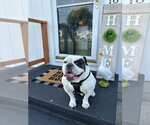 Small #1 Bulldog Mix