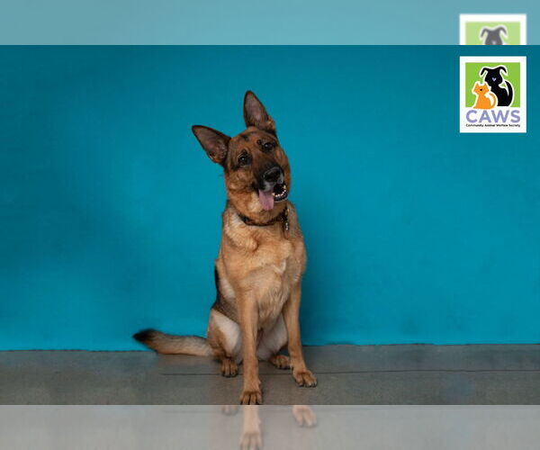 Medium Photo #1 German Shepherd Dog Puppy For Sale in Salt Lake City, UT, USA