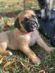 Small Photo #4 Mastiff Puppy For Sale in YAKIMA, WA, USA