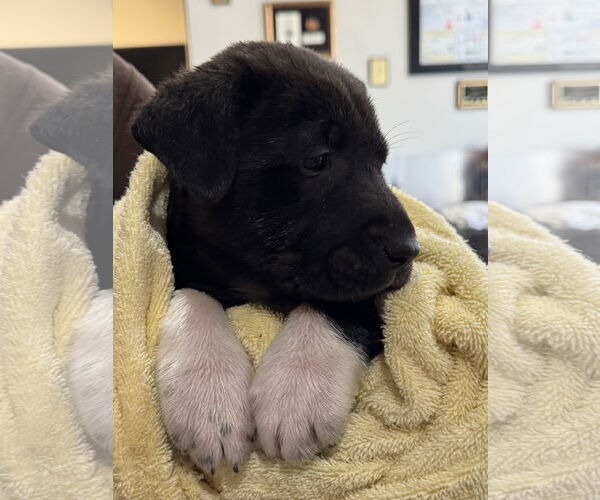 Medium Photo #11 Mutt Puppy For Sale in Sanford, FL, USA