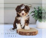 Small #1 Bernedoodle (Miniature)