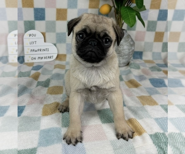 Medium Photo #5 Pug Puppy For Sale in FRANKLIN, IN, USA