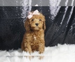 Puppy Sandy Sue AKC Poodle (Toy)