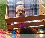 Puppy 3 Goldendoodle-Poodle (Miniature) Mix