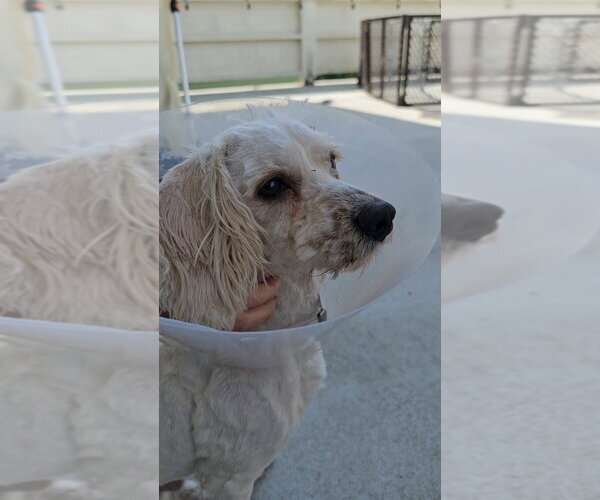 Medium Photo #3 Maltipoo (Miniature) Puppy For Sale in Pacifica, CA, USA