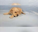 Small Photo #21 Golden Retriever Puppy For Sale in BLACK FOREST, CO, USA