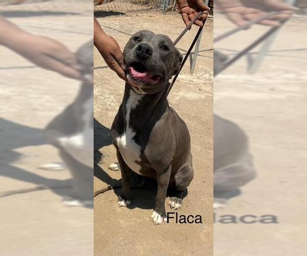 Medium Photo #2 American Pit Bull Terrier-Unknown Mix Puppy For Sale in Fallbrook, CA, USA