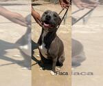 Small #1 American Pit Bull Terrier Mix