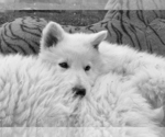 Small Photo #12 German Shepherd Dog Puppy For Sale in WASHINGTON, NJ, USA