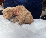 Small #6 Goldendoodle (Miniature)