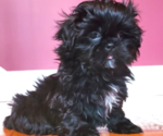 Puppy 5 Shih Tzu