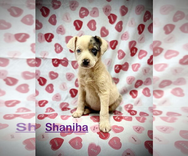 Medium Photo #3 Mutt Puppy For Sale in Mooresville, NC, USA