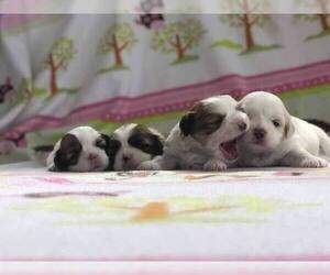 Lhasa Apso Litter for sale in GIBSONTON, FL, USA