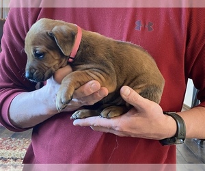 Rhodesian Ridgeback Puppy for sale in DIVIDE, CO, USA