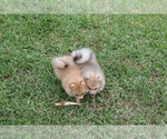 Small Photo #7 Pomeranian Puppy For Sale in HOLLYWOOD, FL, USA