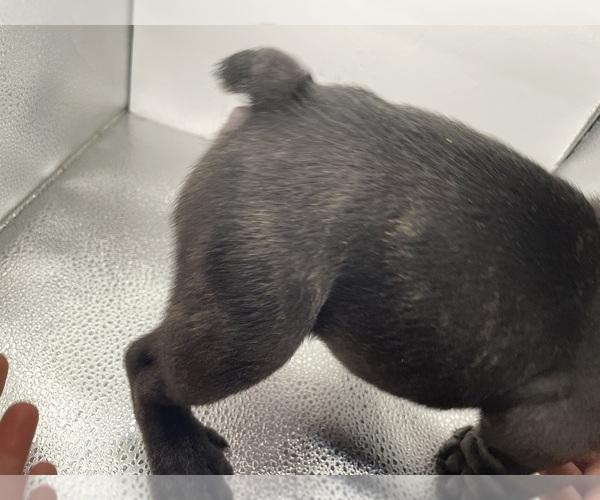 Medium Photo #19 French Bulldog Puppy For Sale in CLEARWATER, FL, USA