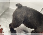 Small Photo #19 French Bulldog Puppy For Sale in CLEARWATER, FL, USA