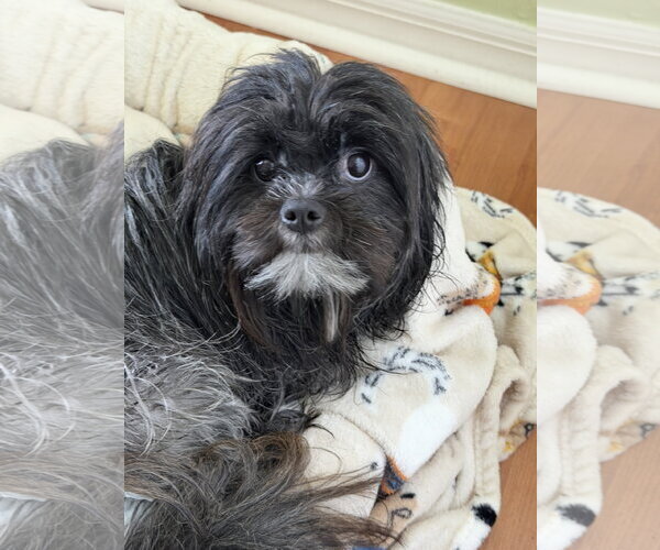 Medium Photo #6 Shih Tzu-Unknown Mix Puppy For Sale in Valrico, FL, USA