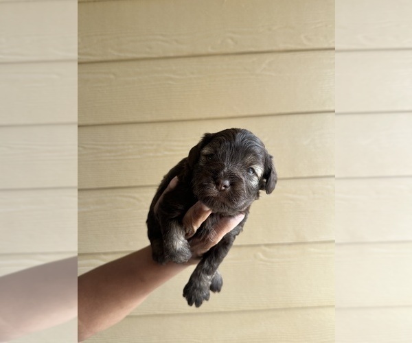 Medium Photo #1 Schnauzer (Miniature) Puppy For Sale in KATY, TX, USA
